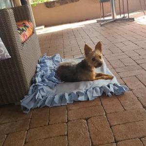 Lost Dog Max