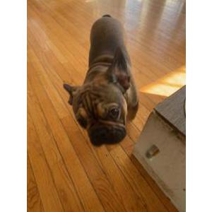 Lost Dog Maui