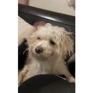 Lost Dog Milo