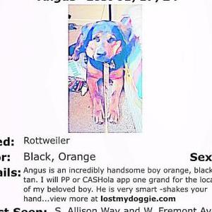2nd Image of Angus, Lost Dog