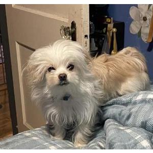 Lost Dog Bridget