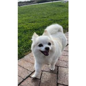 Lost Dog Duchess