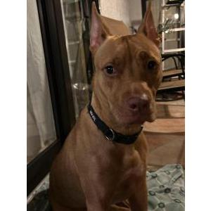 Image of Pumpkin, Found Dog