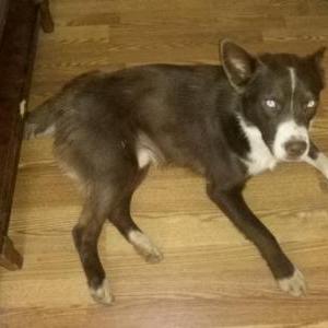 Lost Dog Dutch