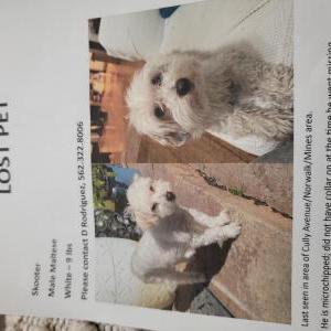 Image of Skooter, Lost Dog