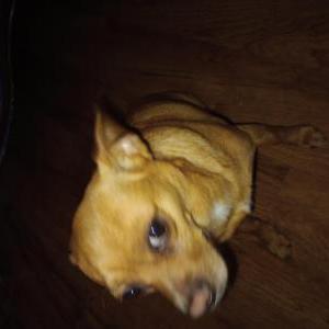 Image of Unknown, Found Dog