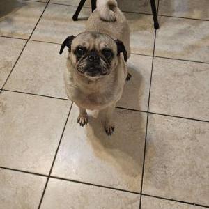 Lost Dog Joy