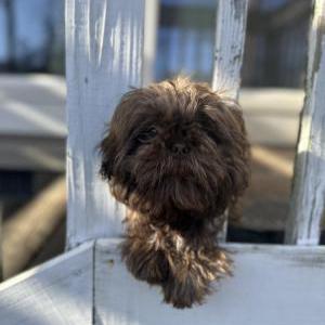 Lost Dog Elton