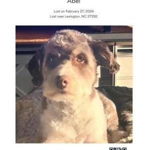 Lost Dog Abel