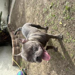 Found Dog Unknown