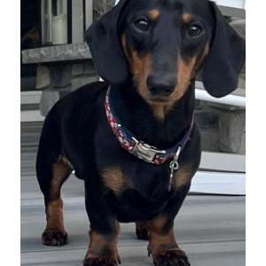 Lost Dog Max