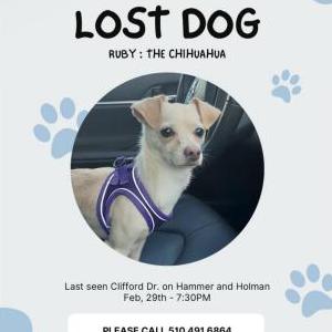 Lost Dog Rubi