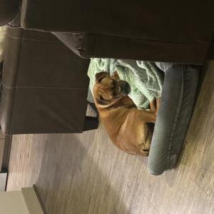 Lost Dog Luna