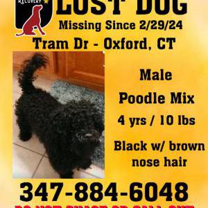 Lost Dog Prince