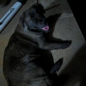 Image of Unknown, Found Dog