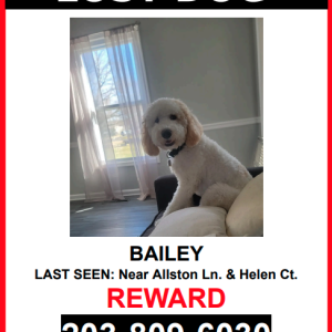 Lost Dog Bailey