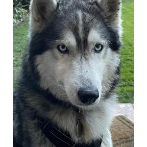 Found Dog Unknown