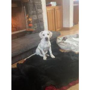 Lost Dog Elsa
