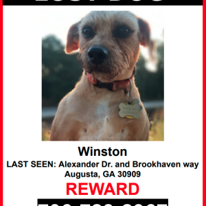 Lost Dog Winston