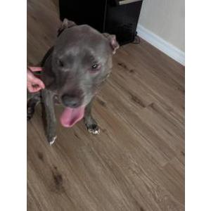 Found Dog unknown