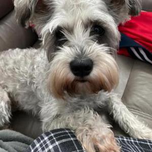 Lost Dog Roxy