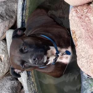 Lost Dog Bugsy