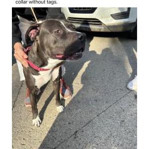 Found Dog Unknown