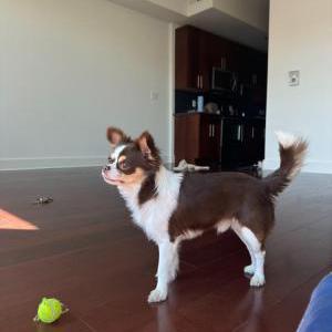 Lost Dog Poppy