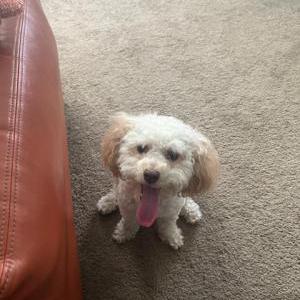 Lost Dog Daisy