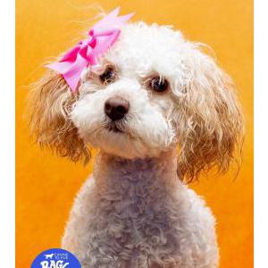 2nd Image of Daisy, Lost Dog