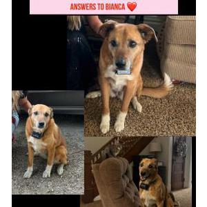 Lost Dog Bianca