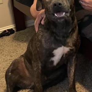 Lost Dog Osito/Oso