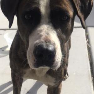 Found Dog Unknown
