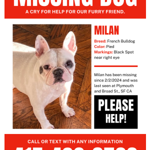 Image of Milan, Lost Dog