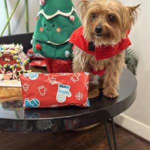Lost Dog Zuki