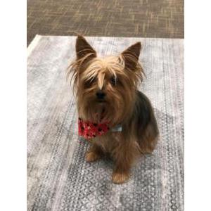 2nd Image of Zuki, Lost Dog