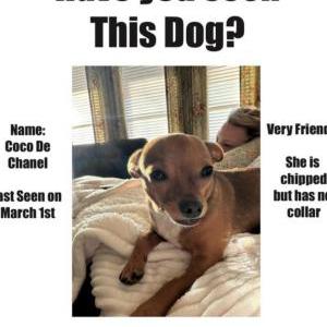 Lost Dog Coco