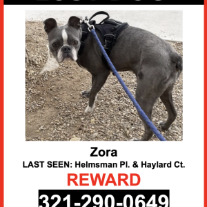 Lost Dog Zora