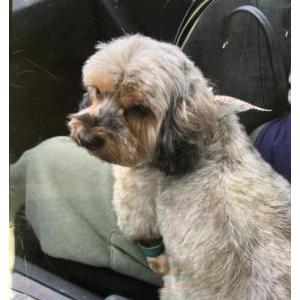 Lost Dog Harper