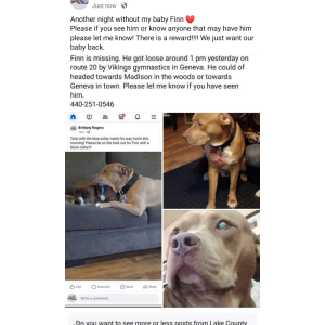 Lost Dog Finn