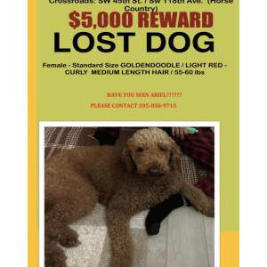 Image of Ariel, Lost Dog