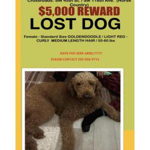 Lost Dog Ariel