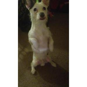 Lost Dog Willis