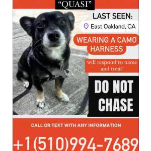 Image of Quasi, Lost Dog
