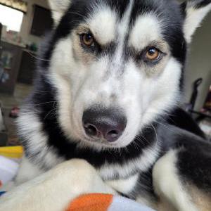 Lost Dog Fenix