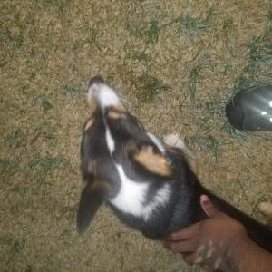 Lost Dog unknown