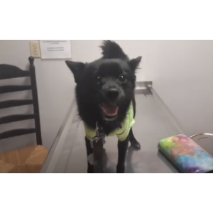 Lost Dog Bruno