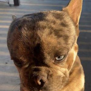 Lost Dog Thobby Limones