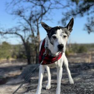 Lost Dog Presley