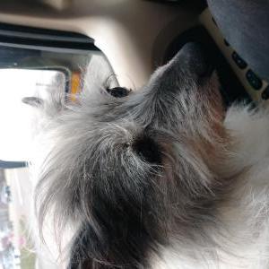 Lost Dog Pumpkin